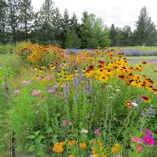 pollinator garden provides habitat for