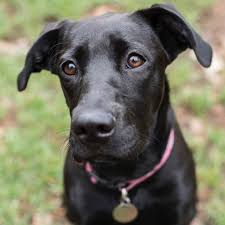 It was not until 1975 that the american kennel club recognized the. Penny Labrador X Staffy On Trial 5 4 19 Medium Female Labrador X Staffy Mix Dog In Nsw Petrescue