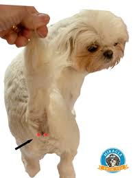 shih tzu glands what you need to know