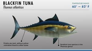 Tuna Identifier Fishtrack Com