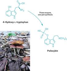 Magic Mushroom Enzyme Mystery Solved Chemical