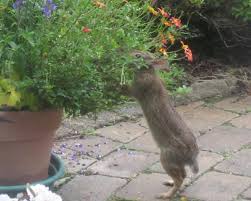 prevent rabbit damage in the garden