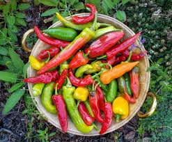 how to grow peppers and chilis seed to