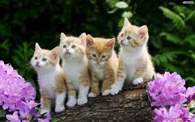 cats wallpapers beautiful cats