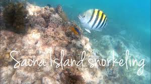saona island snorkeling the stunning