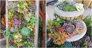 Succulent Garden Ideas For Your Backyard