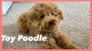 toy poodle full grown 1 year update