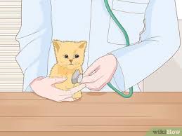 Before you buy a kitten, adopt a kitten! How To Buy A Kitten With Pictures Wikihow Pet