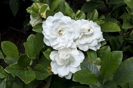 How To Grow Gardenias Tips Tricks