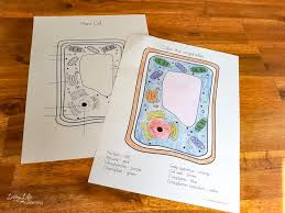 Plant cell coloring page answer key see more images here : Plant Cell Coloring Worksheet