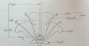 the longitudinal section of a flower