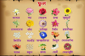 25 Best Flowers Name Bengali To English Flowers Name