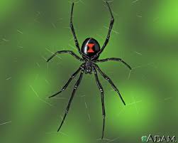 The black widow spider has 31 species and belongs to the genus latrodectus. Fun Spider Facts For Kids