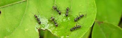 get rid of ants in the garden