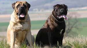 Lancaster puppies advertises puppies for sale in pa, as well as ohio, indiana, new york and other states. English Mastiff Vs Bullmastiff How Are They Different