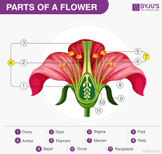 the longitudinal section of flower an