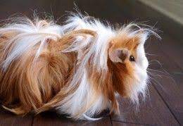 A peruvian long haired guinea pig is a breed of cavy known for its long hair and luscious, silky coat. Pin On Guineapigs