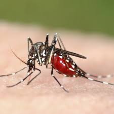 Tips To Prepare For Mosquito Season