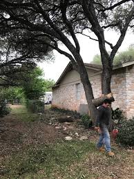 Caring for trees requires an understanding of the various types of tree species. Austin Tree Trimming Services Experienced Arborist Trimming Crews
