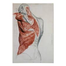 Figurative anatomy muscles of the torso. Human Anatomy Muscles Of The Torso And Shoulder Poster Zazzle Com
