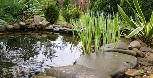 Beautiful Small Garden Pond With Stone