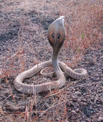 10 top myths about snakes in india