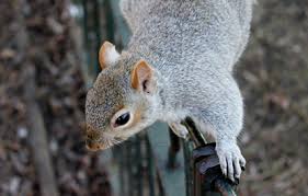 These products are made to remove tough stains from surfaces. Squirrel Removal Calgary Exterminator Services Peregrine Pest Control