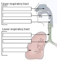 Related online courses on physioplus. Anatomy Respiratory System