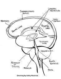 Brain 101 An Overview Of The Anatomy And Physiology Of The