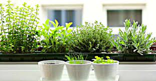 the 6 best herbs for your windowsill garden