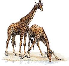 Pointe noire isolée tête de girafe sur fond blanc. Girafe Larousse