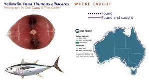 australian tropical foods yellowfin tuna