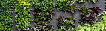 What Are The Benefits Of A Green Wall