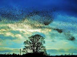 Sensational Starling Murmuration: Far Out Flocking Phenomenon [37 PICS, 13  VIDS]