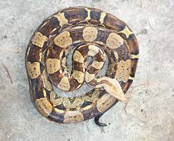 What To Do If You Find A Snake S Shed Skin
