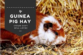 best guinea pig hay your piggy will