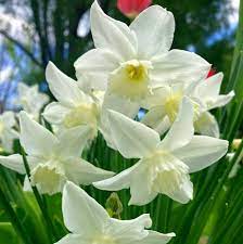 white narcissus flower essence bane folk