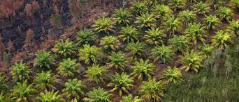 Общи въпроси (miscellaneous topics) ако имате въпроси относно растения в палм център; This Tech Is Holding Big Businesses To Account Over Deforestation And Palm Oil Production World Economic Forum