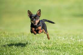 43 best small dog breeds including