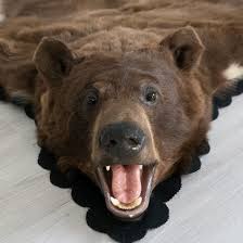 5 feet 3 inches 162 5 cm brown bear rug