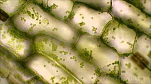 (iii) what stain did you use on the cells? Elodea Under The Microscope Youtube