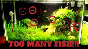 adding fish to aquarium 5 gallon tank