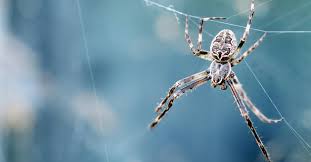 je rêve d araignées qu est ce que cela