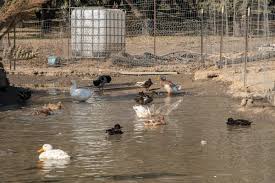 If you know of plans i can purchase, or a website, please let me know. 10 Considerations For Your Backyard Duck Coop Insteading
