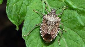 how do you get rid of stink bugs