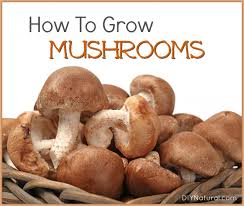 How To Grow Mushrooms Naturally At Home