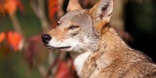 Red Wolf National Wildlife Federation