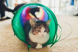 Cat Tunnel Toy Posters