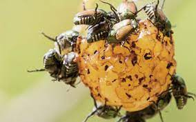 Ausmalbild japankäfer kostenlos zum ausdrucken. Gemeinsam Gegen Den Japankafer Kleinbrennerei