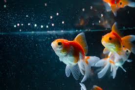 feed your fish when you re out of fish food